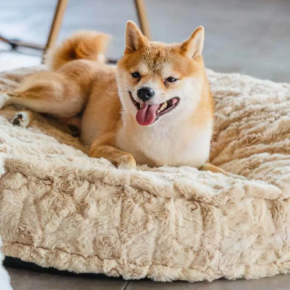 Warming Fluffy Round Cloud Shape Claiming Dog Bed