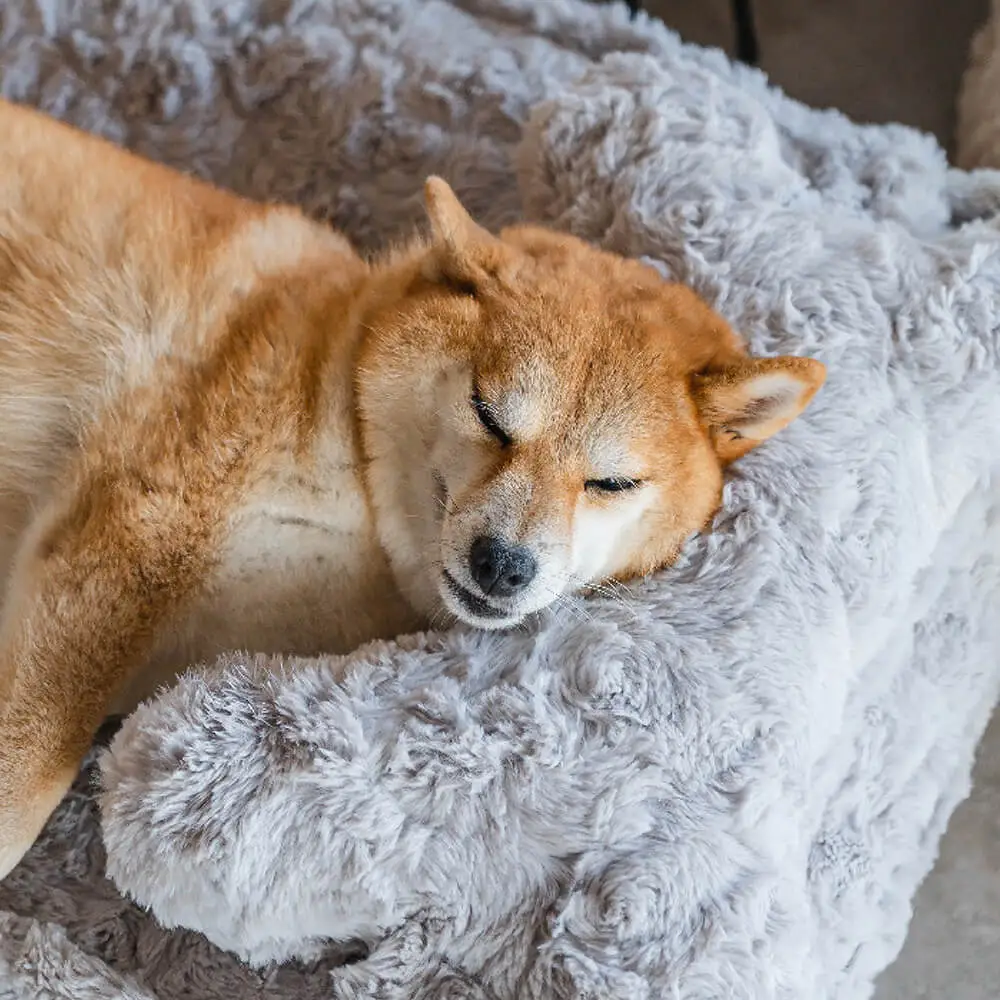 Warming Fluffy Bone Cloud Shape Claiming Dog Bed