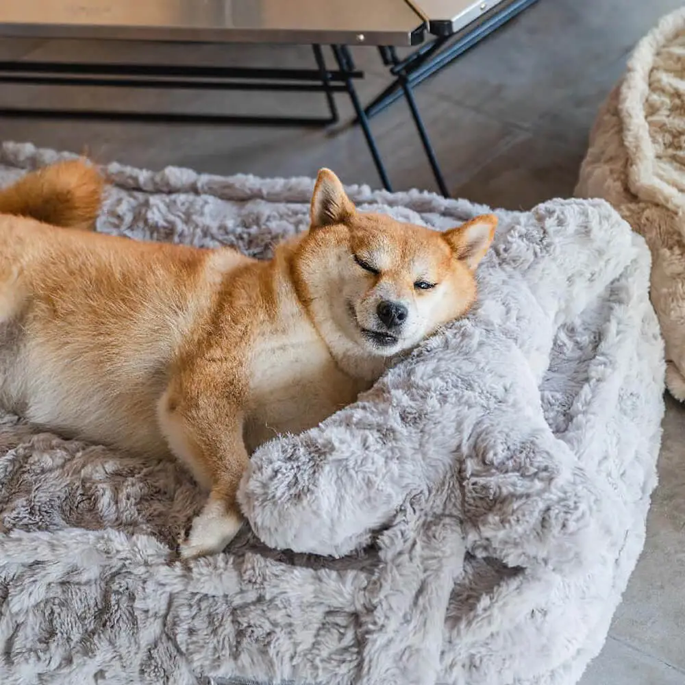 Warming Fluffy Bone Cloud Shape Claiming Dog Bed