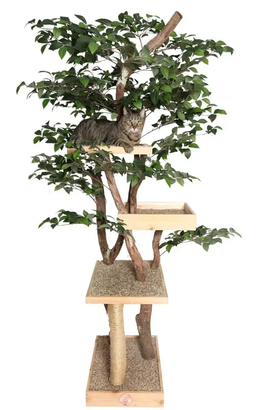 The Best Gift For Your Cats