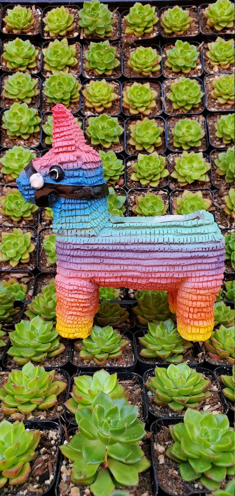 (Store Closing Sale) Piñata Planter by Seelene Succulents